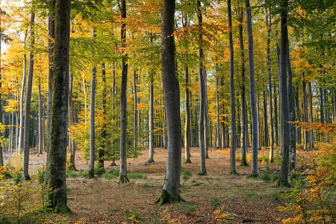 HOERA. Dit Vlaamse bos wordt halve hectare groter