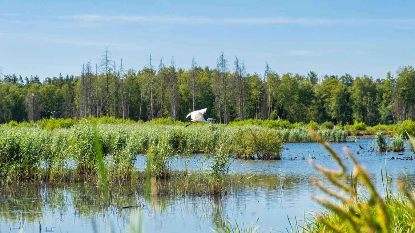 Biodiversiteit is belangrijker op regionaal dan op lokaal niveau