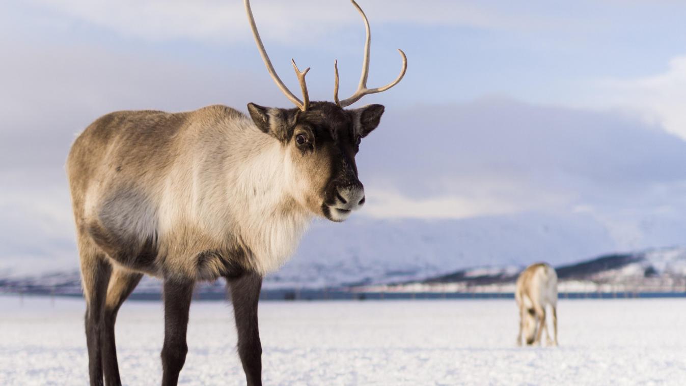 Klimaatverandering drijft rendieren van Lapland naar zuiden op zoek naar voedsel