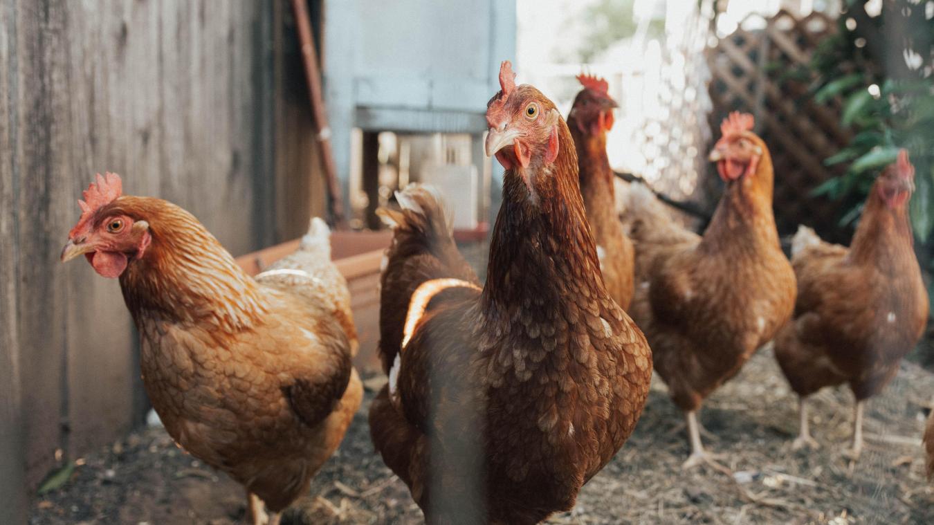 Europa maakt ergste uitbraak vogelgriep ooit mee, zeggen Duitse onderzoekers
