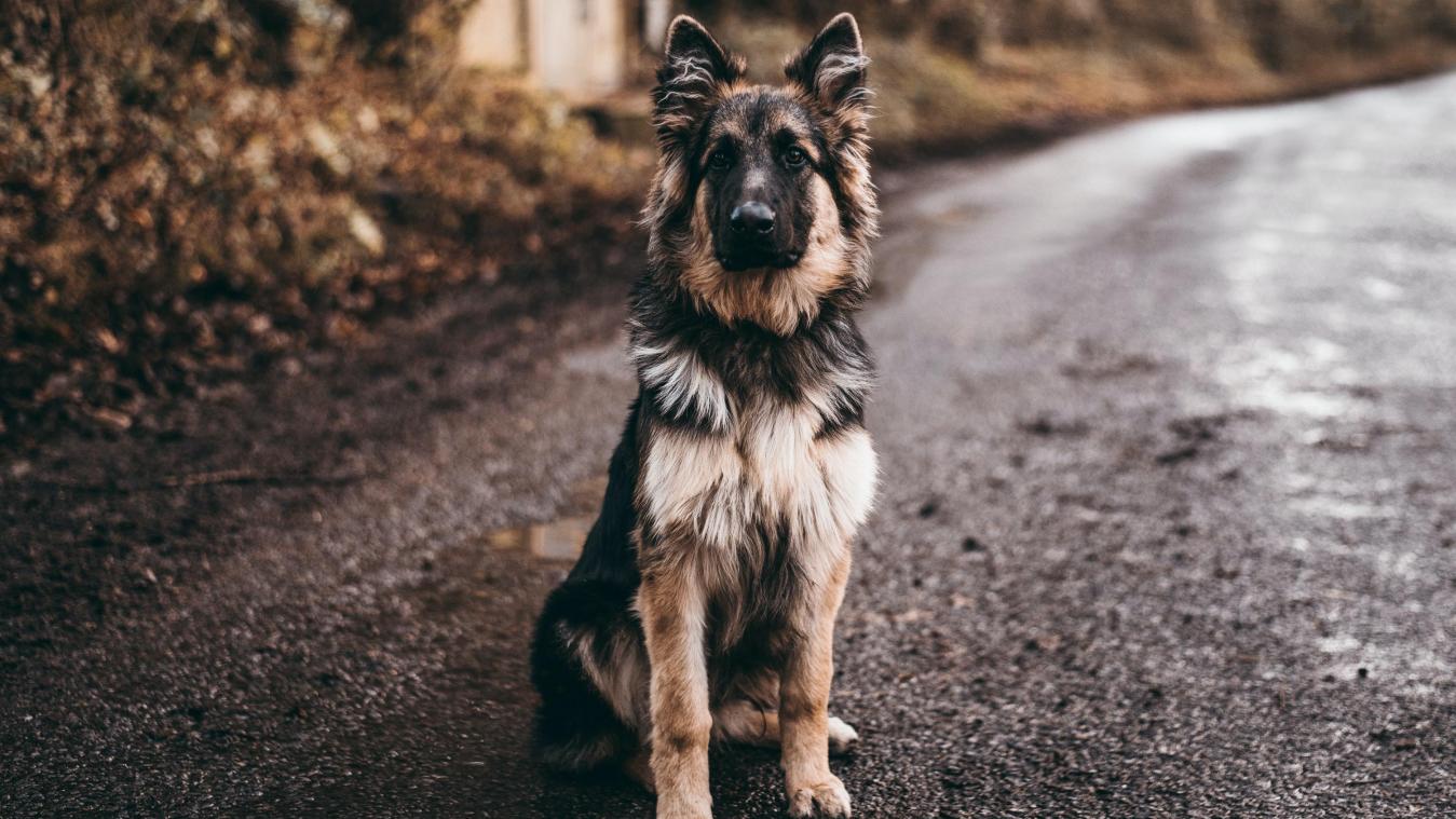 WOW. Hond leidt politie naar gewond en onderkoeld baasje in VS