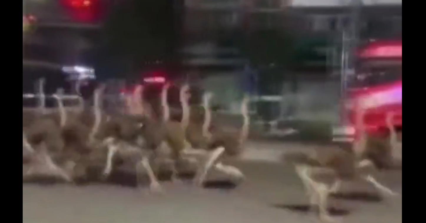 OEPS. Meer dan 80 ontsnapte struisvogels racen door de straten van China (video)