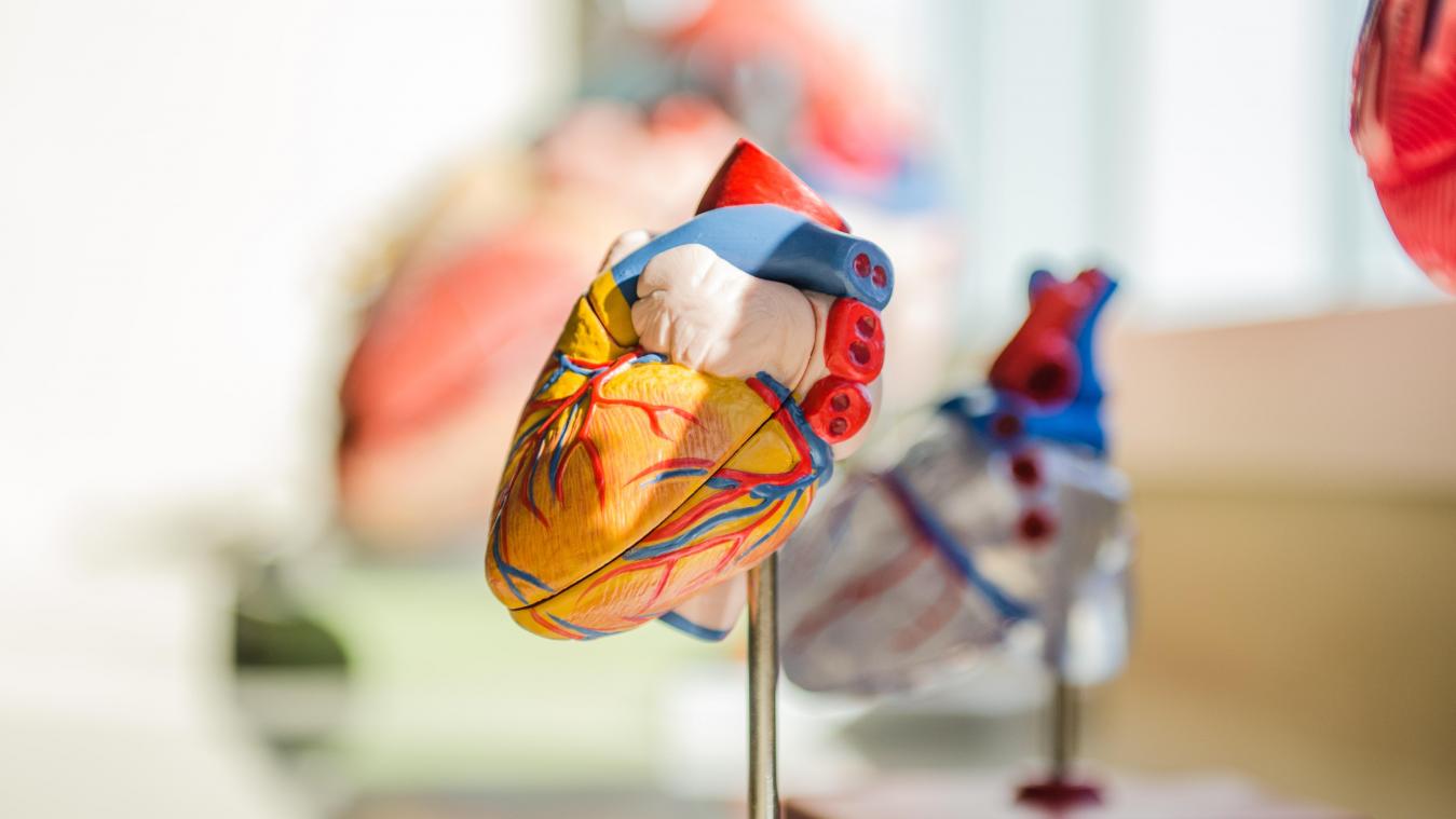 Man krijgt als eerste hart van DIT dier ingeplant