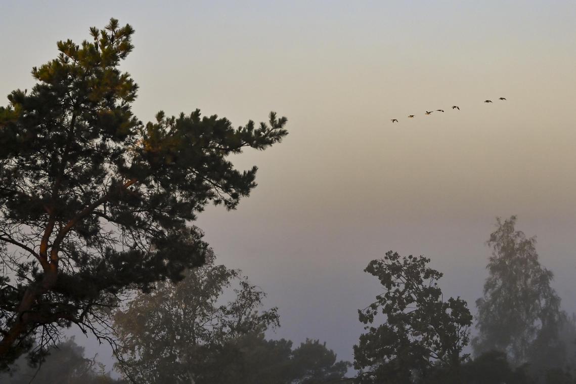 Zoveel hectare bos- en natuurgebied werd vorig jaar erkend als natuurreservaat in Vlaanderen