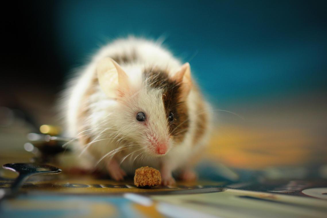 Nieuw kennisplatform moet alternatieven voor dierenproeven bevorderen: «We blijven gaan voor maximale daling van aantal dierenproeven»