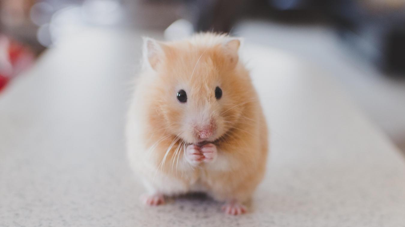 BIZAR. Hongkong wil 2.000 hamsters doden na corona-uitbraak in dierenwinkel: «Wie dier kocht, moet het terugbrengen»