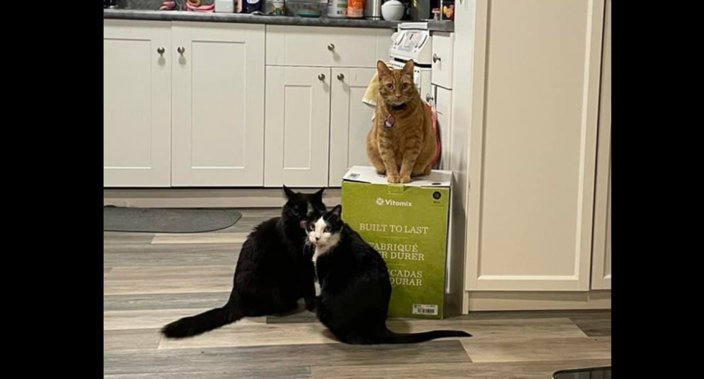 Katten houden blender al een maand gegijzeld, tot hilariteit van het internet: «Heeft me weer doen lachen tijdens mijn depressie» (foto’s)