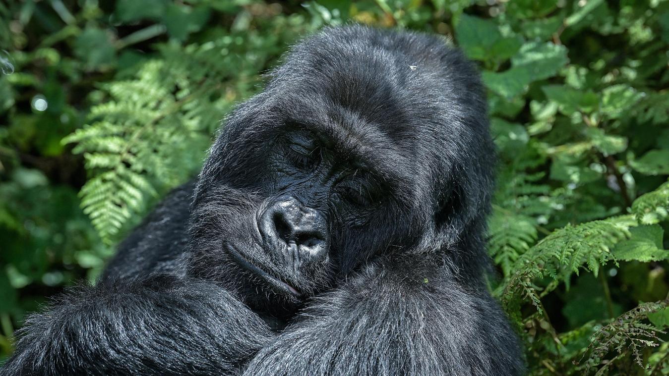 OH NO. Oudste mannetjesgorilla ter wereld gestorven