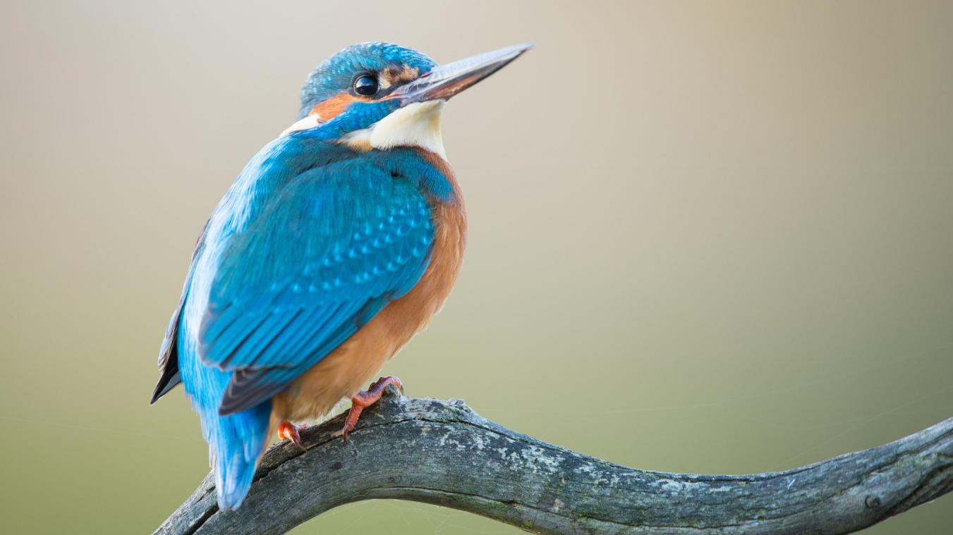 Met dit handig overzicht tel je in een handomdraai alle vogels in je tuin