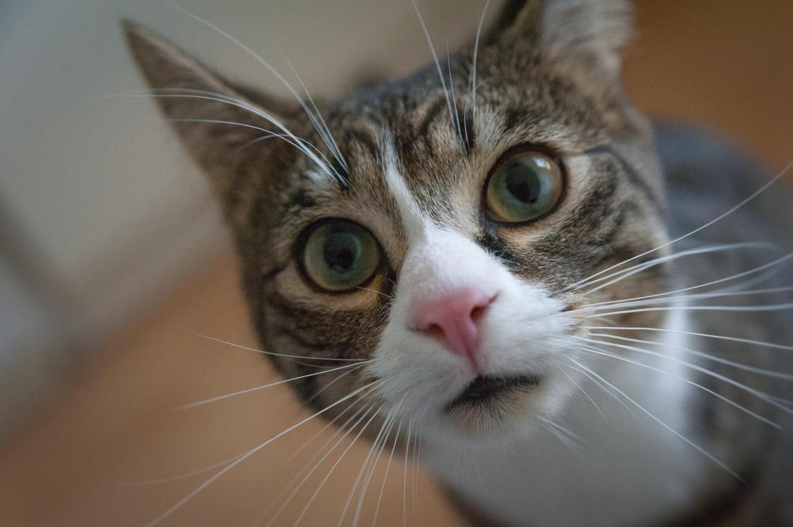 BEWEZEN: Hersenen van katten krompen aanzienlijk nadat ze gezelschapsdier werden van mens