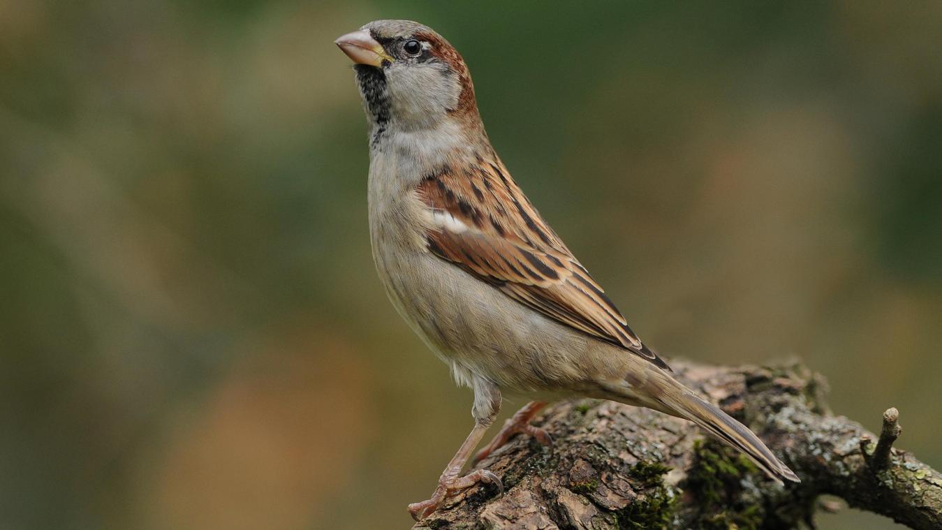 Huismus meest getelde vogel in Vlaamse tuinen