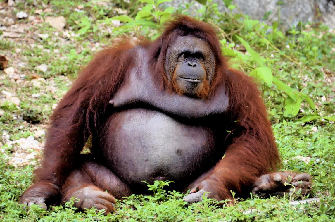 Pairi Daiza verwelkomt twee nieuwe orang-oetans en je kan ze binnenkort bezoeken