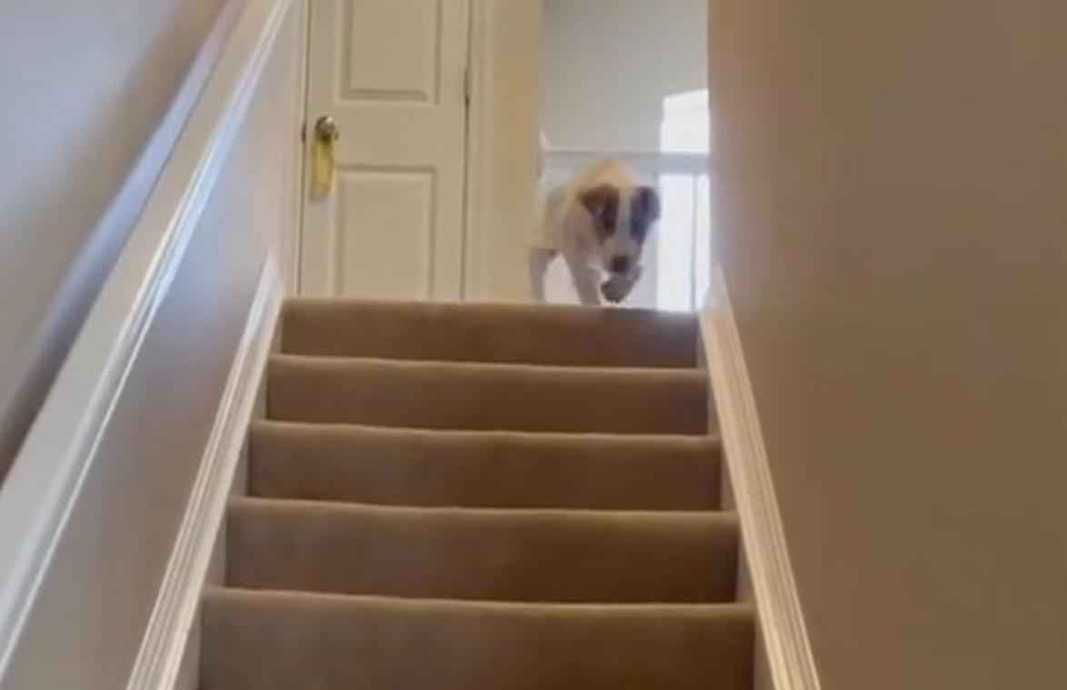 Puppy gaat op HILARISCHE wijze de trap af: «Zo grappig én schattig!» (video)