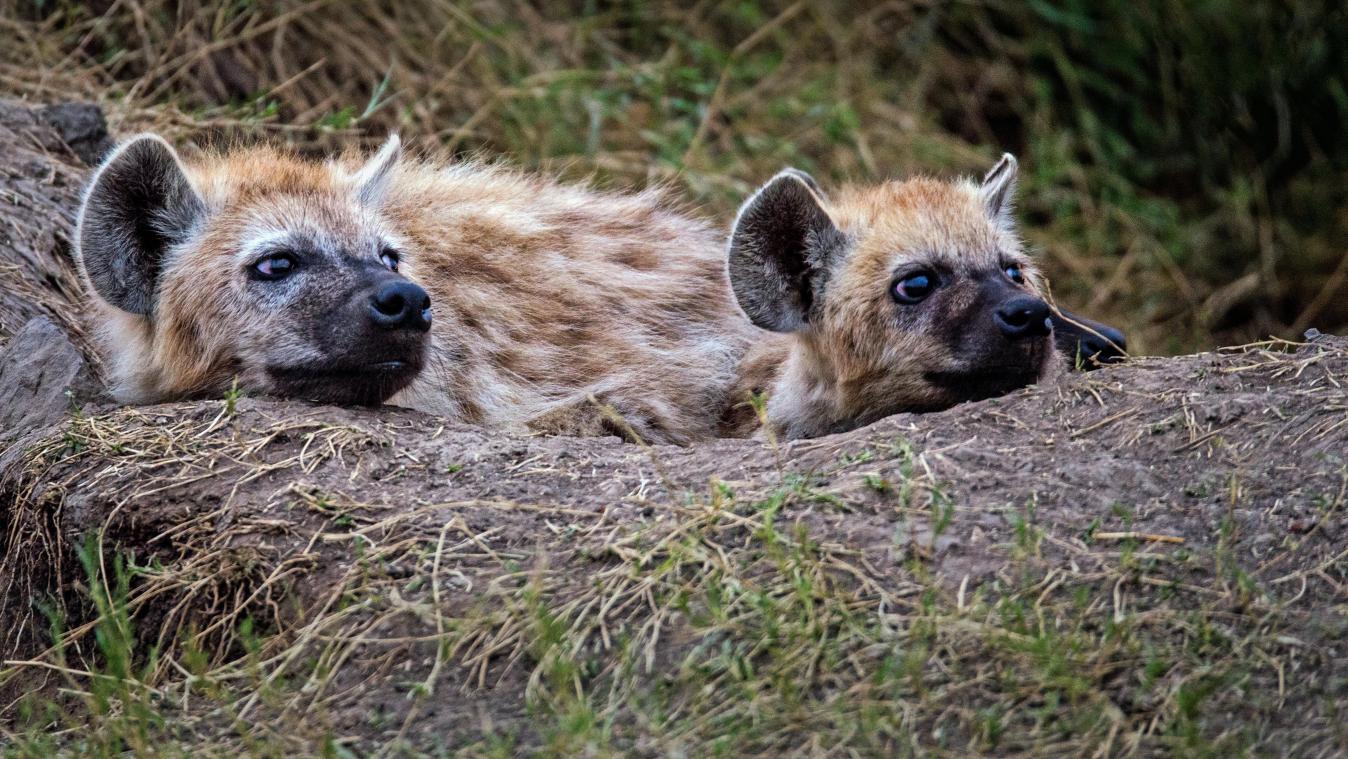 Skeletten hyenawelpen in Waalse grot wijzen op gevolgen van concurrentie met neanderthaler