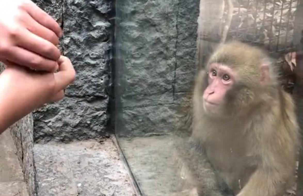 Man doet verdwijntruc voor aapje. Diens reactie? HILARISCH! (video)