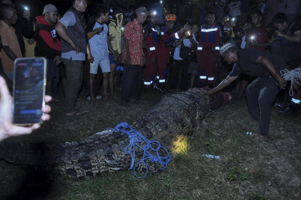 Na zes jaar (!) wordt Indonesische krokodil eindelijk verlost van motorband rond nek (video)
