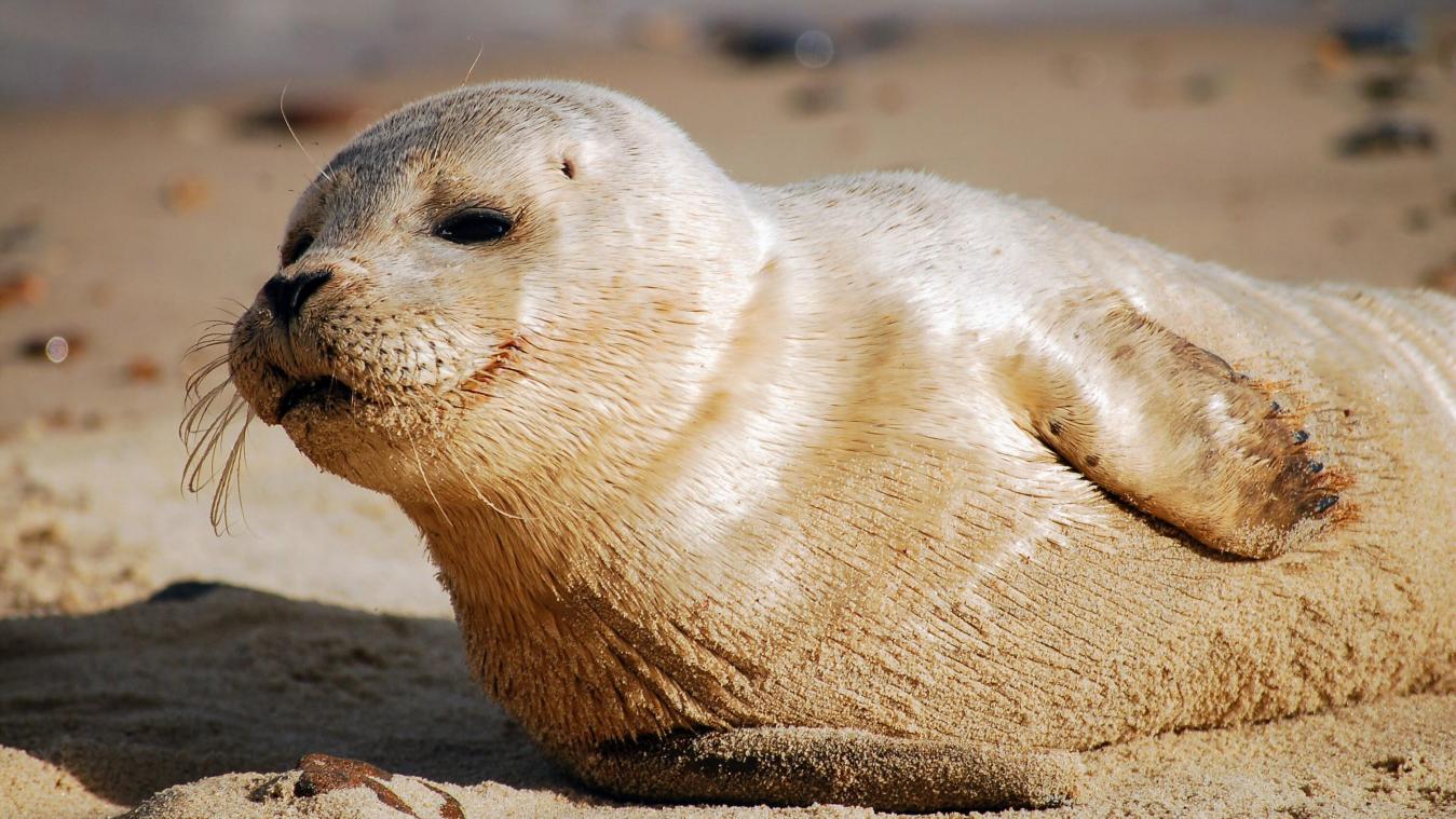 Sea Life Blankenberge laat zeehondje Dumbo vrij