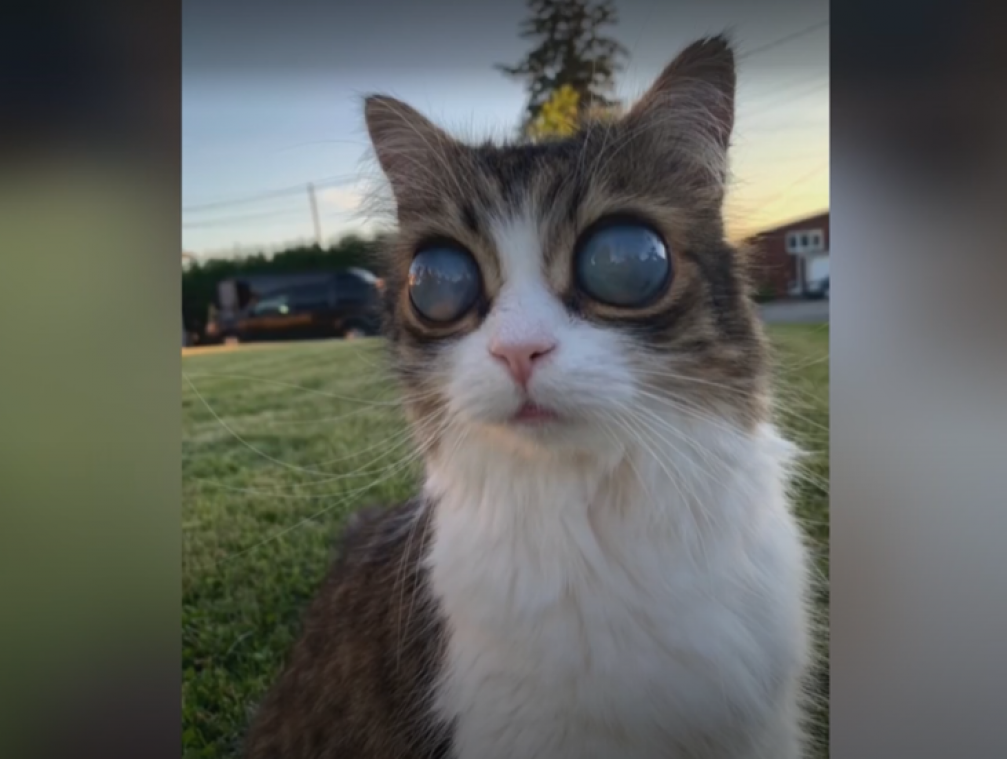 Bijzonder: kat met ‘kosmische’ ogen is een hit op het internet (video)