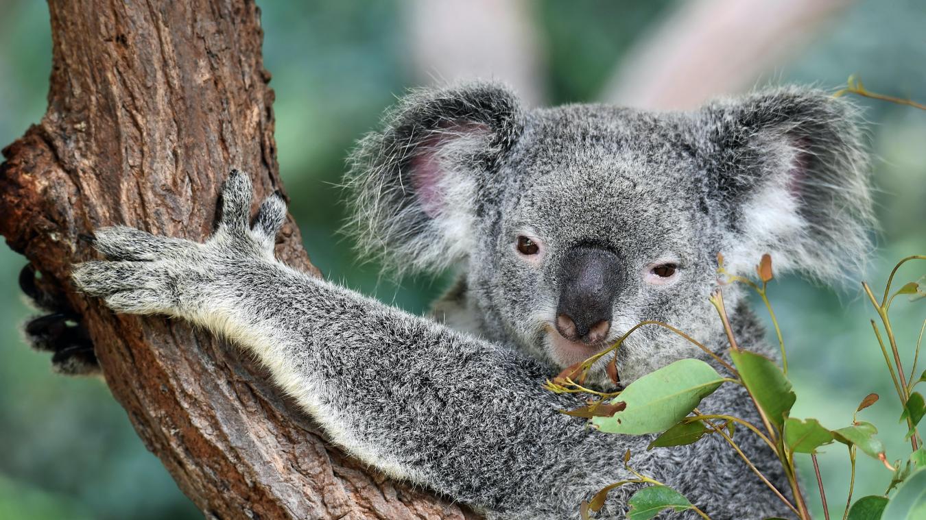 Koala’s aangemerkt als bedreigde diersoort in Australië