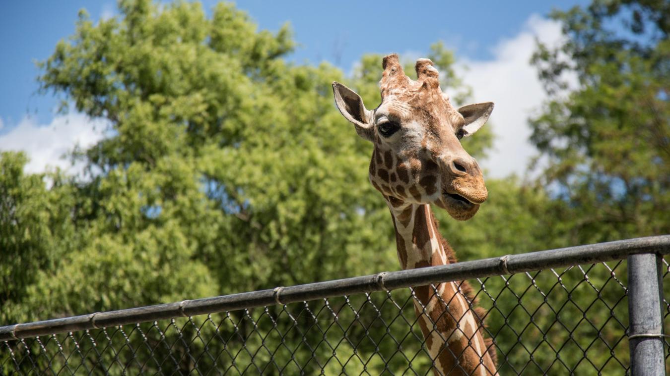 Een van de oudste dierentuinen van Engeland sluit na 186 jaar de deuren