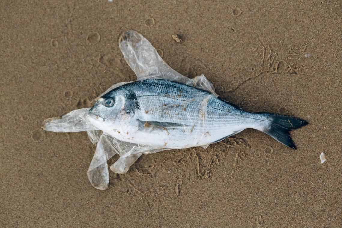 Plastic- en chemische vervuiling heeft grenzen van planeet overschreden: «Dringende maatregelen nodig»