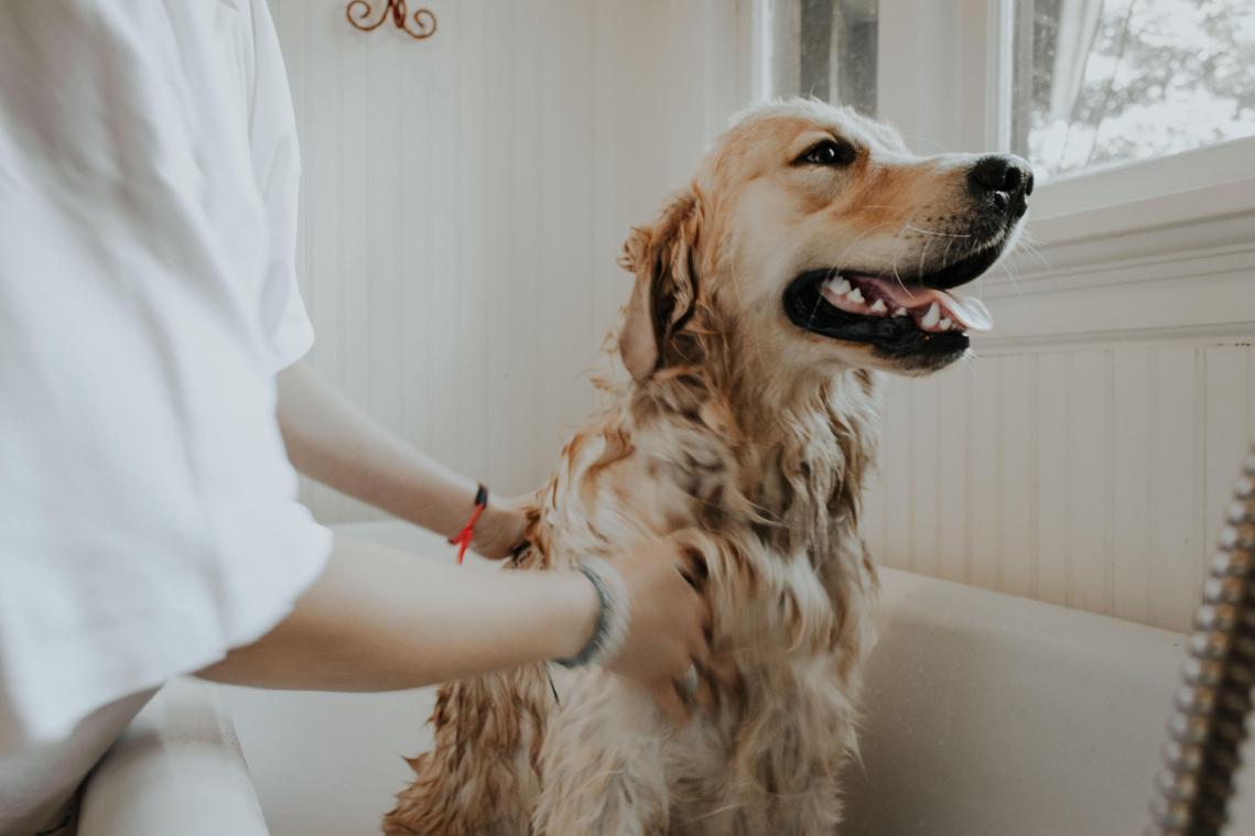 HOME&DECO. De interieurtrends van 2022: Luxe, upcycling en een bad voor je hond