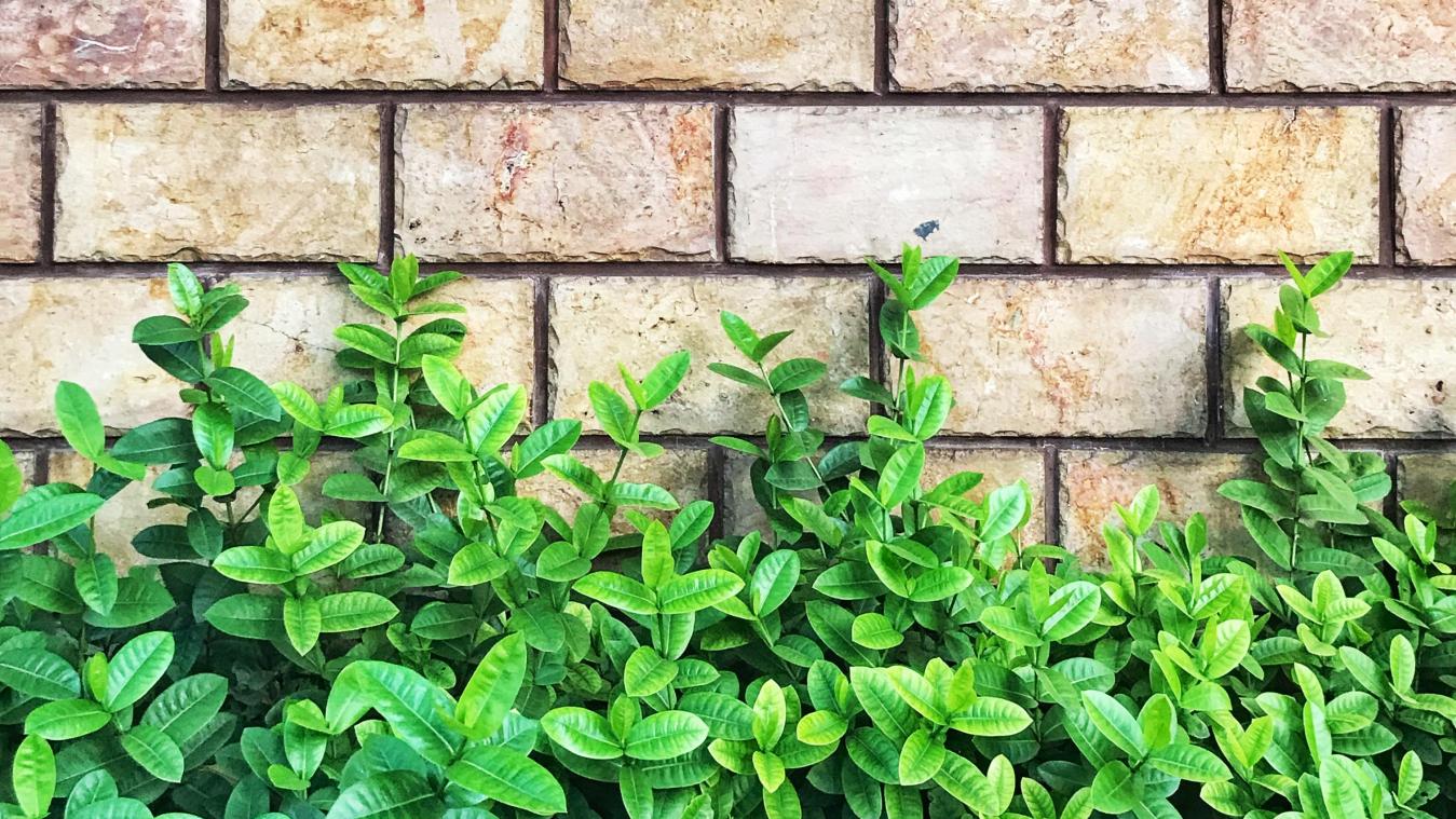 HOME&DECO. Zijn plantenmuren de groene isolatie van de toekomst?