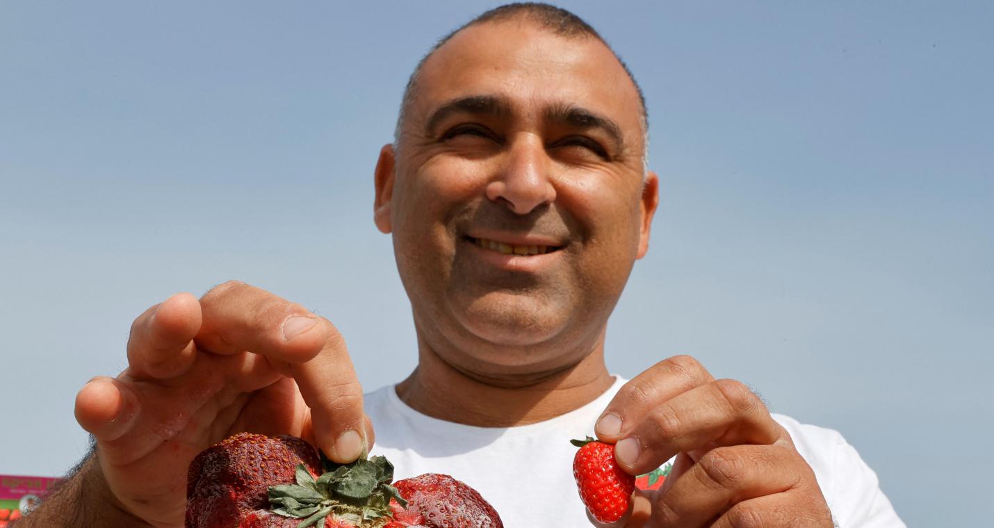 WOW. Israëlische boer kweekt grootste aardbei ooit en haalt Guinness Book of Records (foto’s)