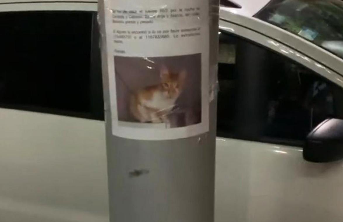HILARISCH! Vermiste kat teruggevonden naast eigen... opsporingsbericht (video)
