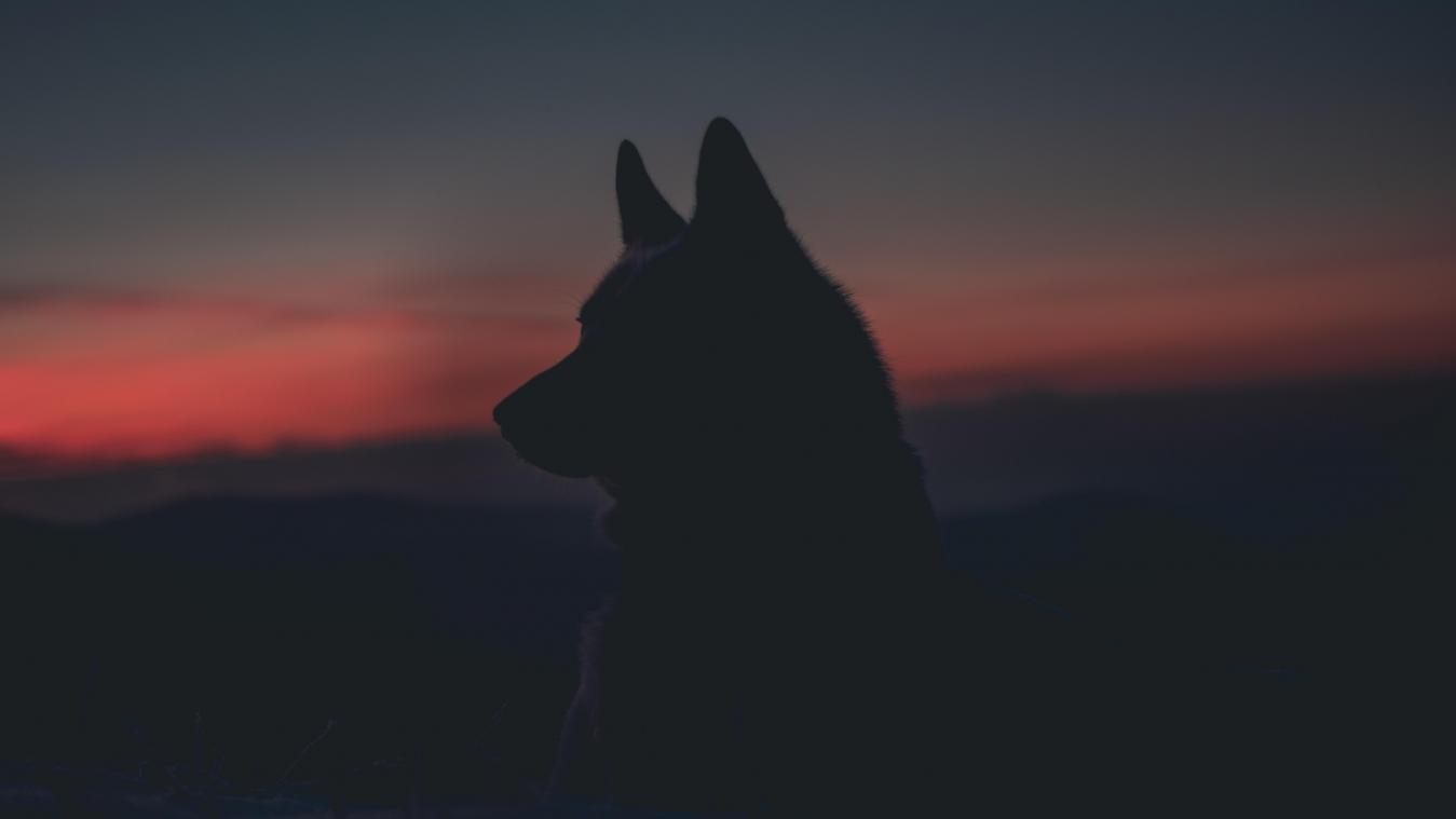 Wolven in de Benelux en Duitsland in kaart gebracht