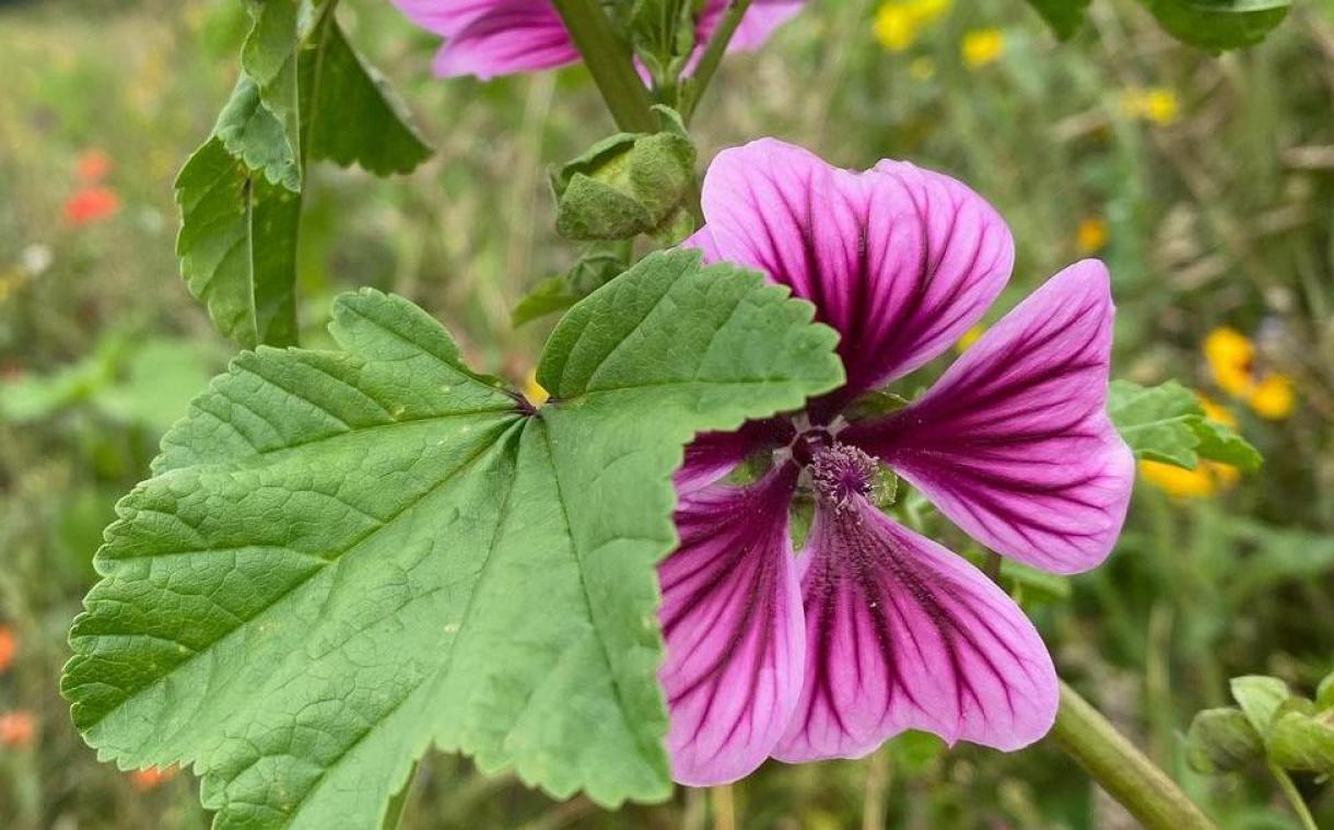 Natuurpunt vraagt om nieuwe kustplant in België op te sporen: «Plant vormt mogelijk bedreiging»