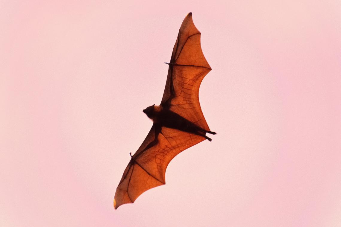 Bioscoopbezoeker haalt prank uit tijdens ‘The Batman’