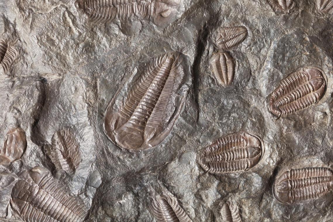 OEPS. Paleontologen ontdekken wezen dat 80 miljoen jaar ouder is dan dino en vernoemen het naar Joe Biden