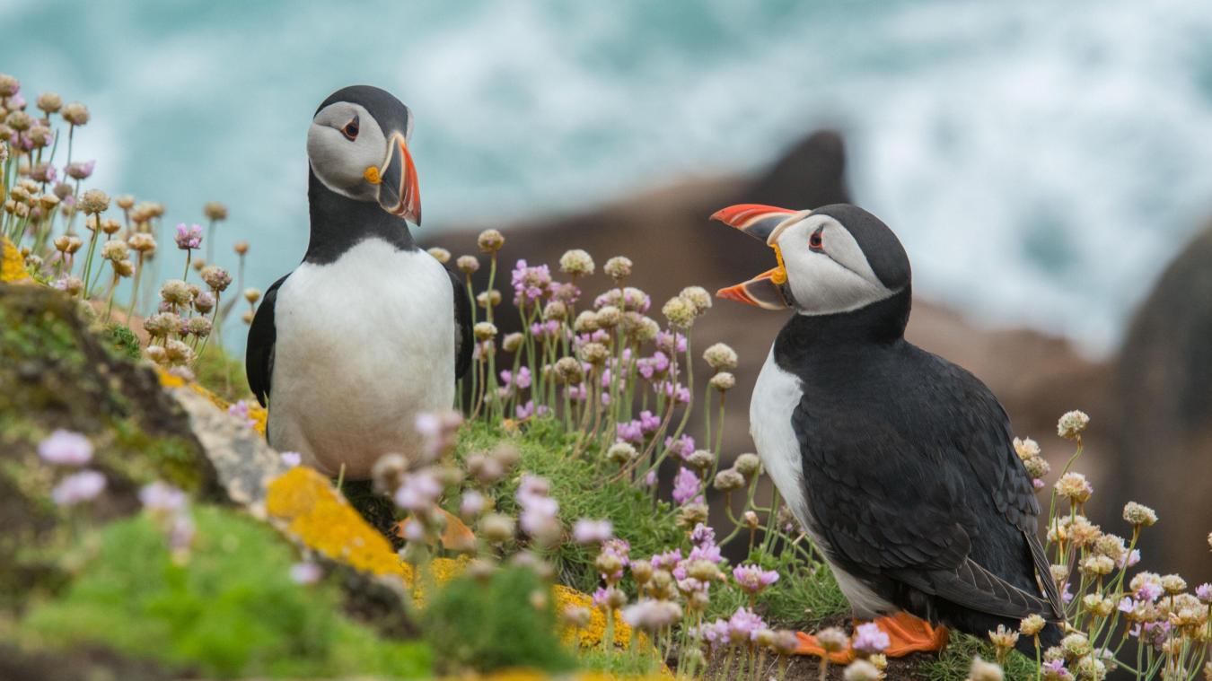 Wildlife spotten in Europa? Dit zijn de zeven beste locaties