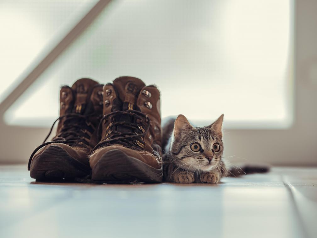 CUTE. Dit is waarom je kat van je schoenen houdt