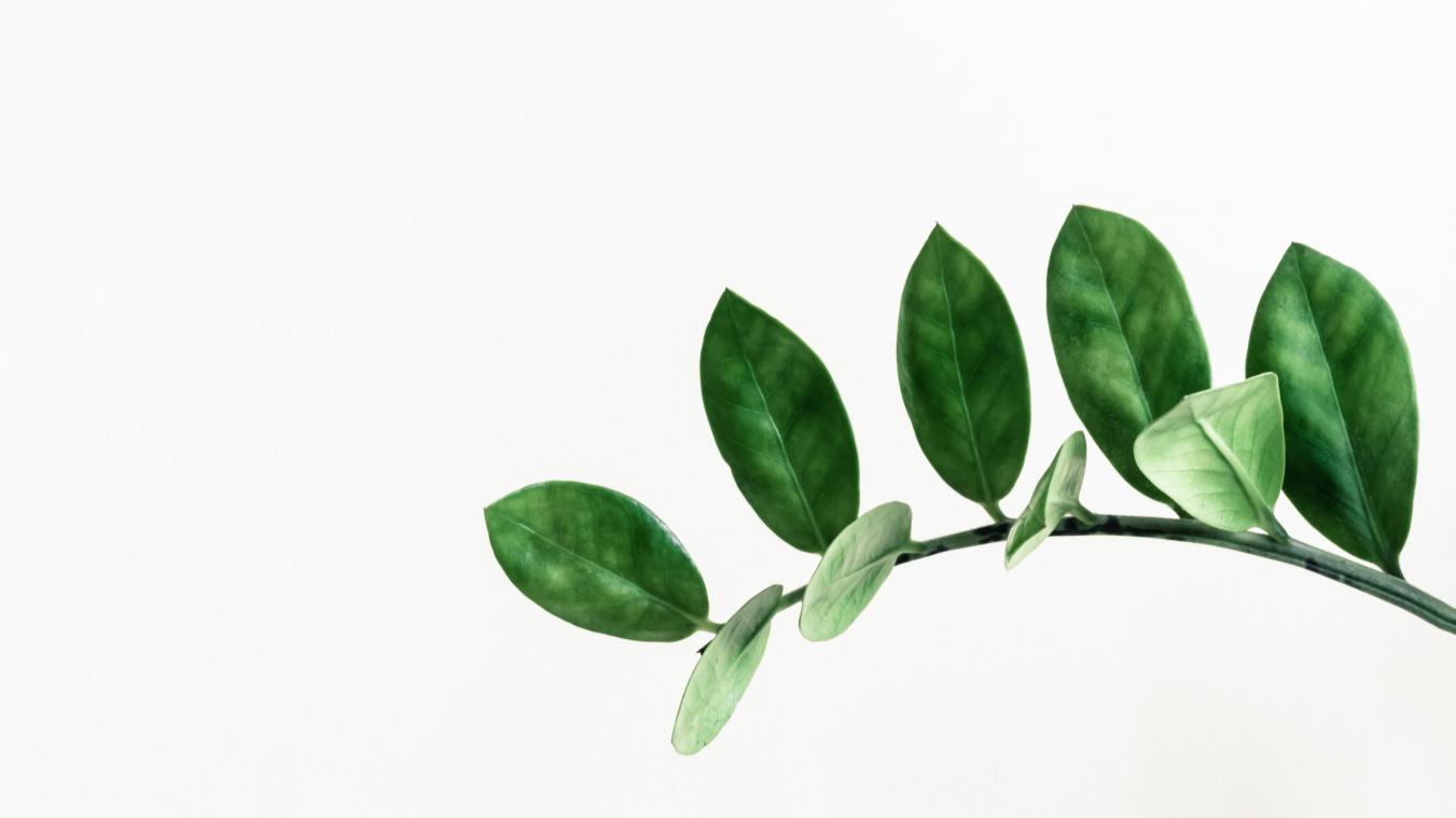 WOW. Geen groene vingers? Deze bloempotten geven je planten in jouw plaats water