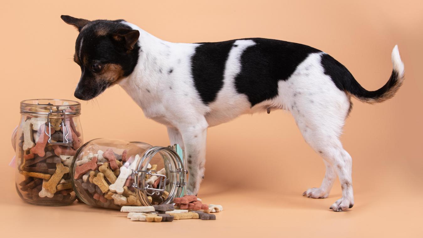 Ook je hond en kat kunnen leven met een kleine pootafdruk