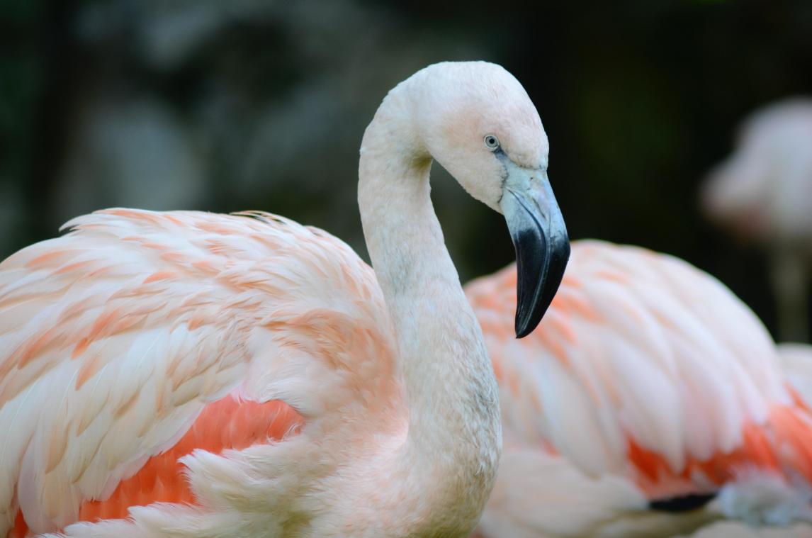 Flamingo die in 2005 uit de zoo ontsnapte is na 17 jaar bijna 200 kilometer verderop gespot (video)