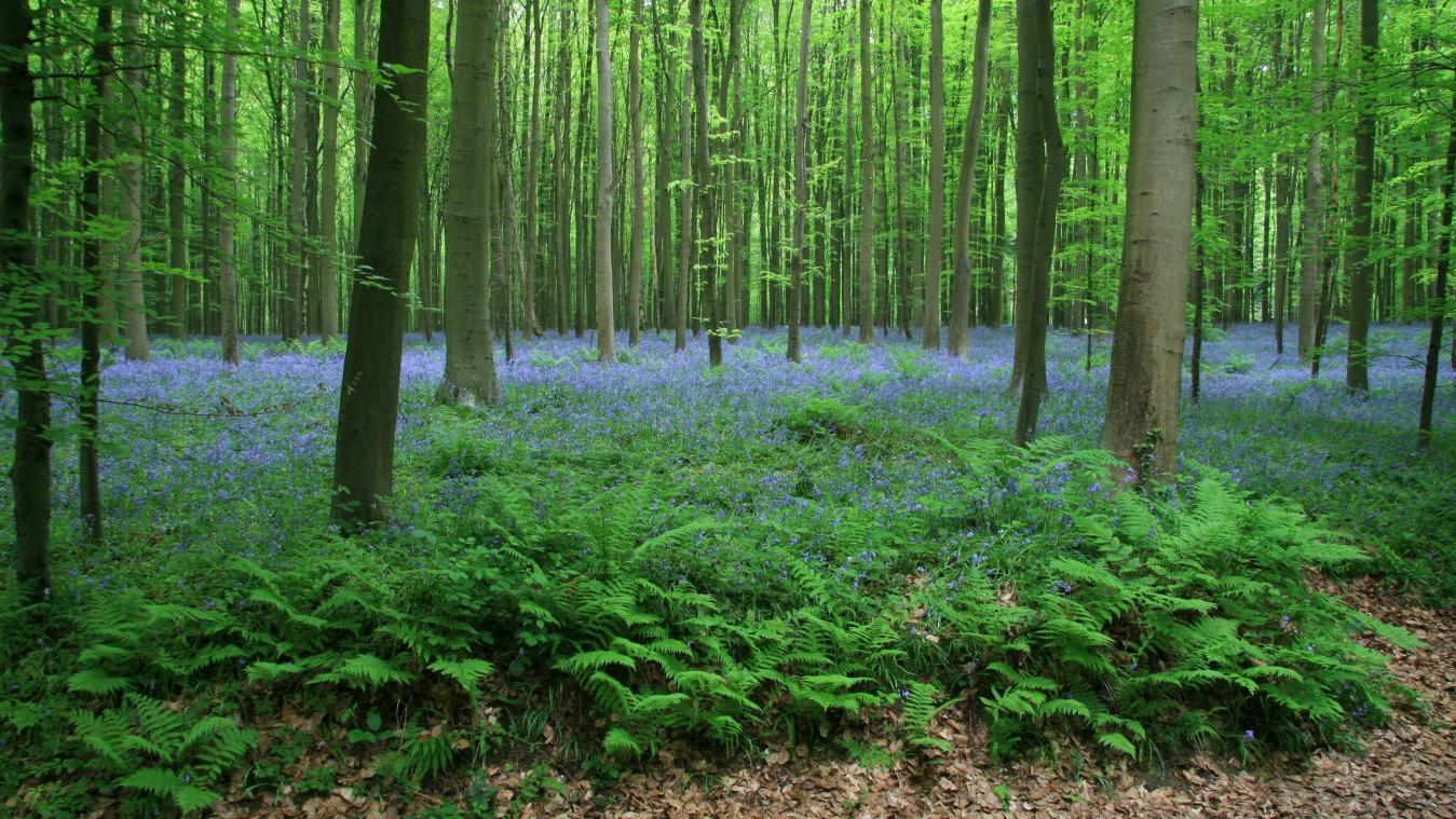 Vanaf deze datum kan je opnieuw de paarse hyacinten in het Hallerbos gaan bewonderen