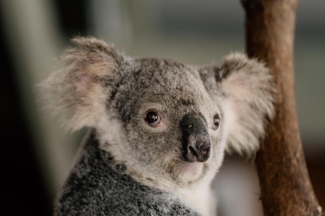 Kan een ivf-behandeling met bevroren sperma de koala redden?