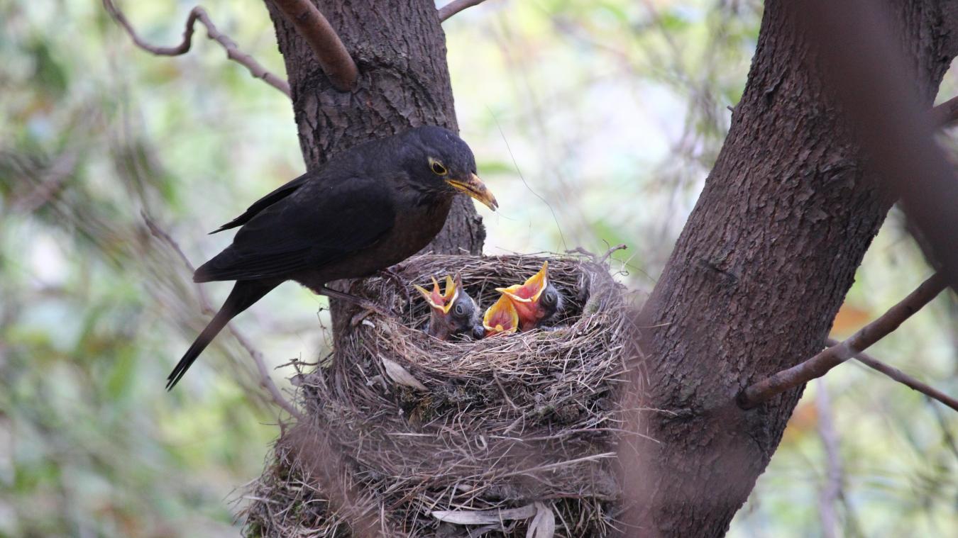 Natuurpunt lanceert digitale nestkaart om vogelnesten op te volgen