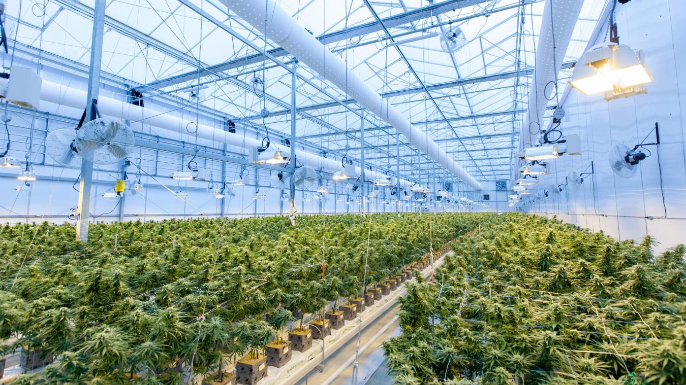 BIZAR. Grootste cannabisplantage ooit ontdekt in Europa