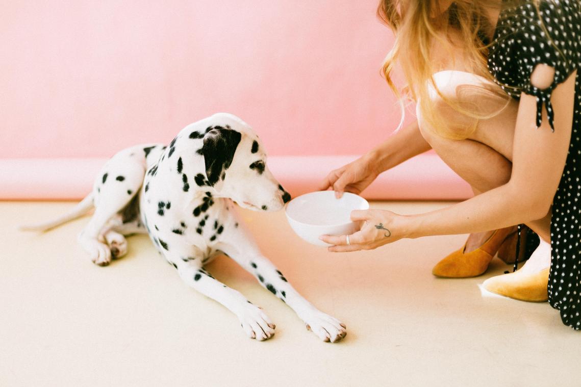 STUDIE. Honden die vegan dieet volgen moeten minder vaak naar de dierenarts