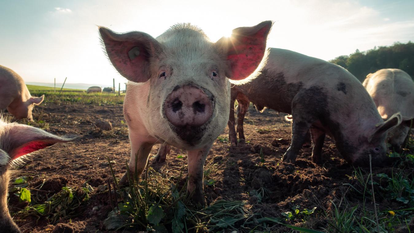 SCHATTIG! Onderzoekers leren gevoelens van varkens begrijpen op basis van hun geluidjes