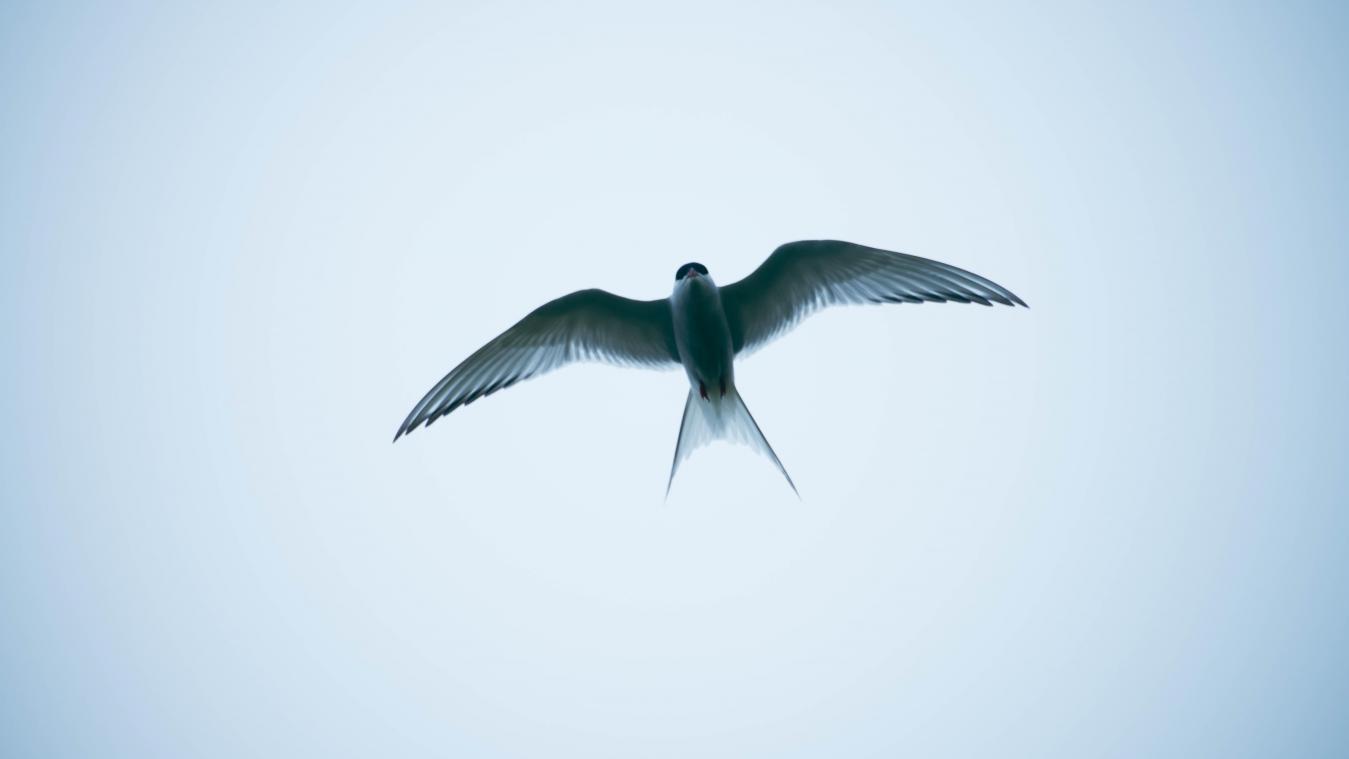 Veel trekvogels keren later terug uit Afrika
