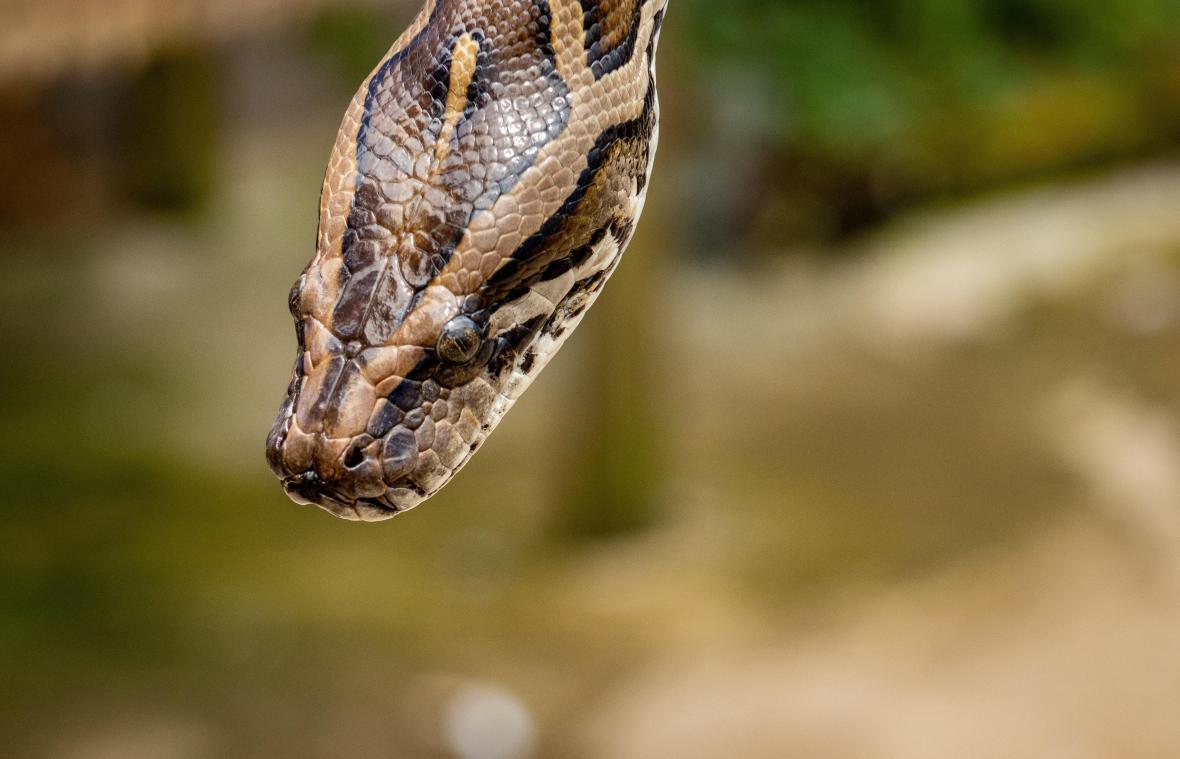 Python op de dool in Japanse grootstad