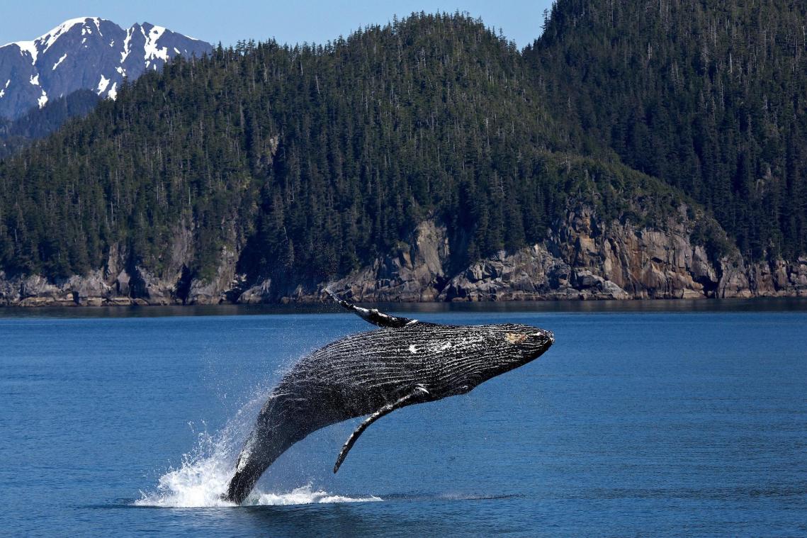Professor die suggereerde dat het monster van Loch Ness allicht een «walvislul» was, neemt woorden terug
