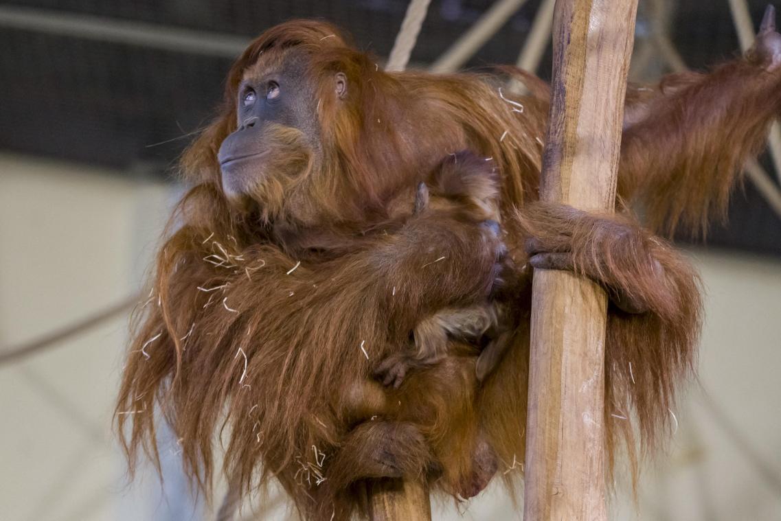 Oudste orang-oetanvrouwtje ter wereld viert 61ste verjaardag in Duitse zoo