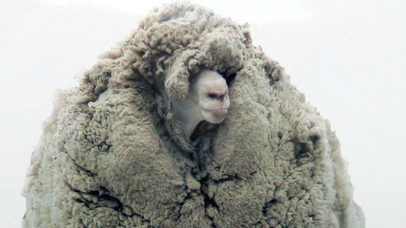 Voortvluchtig schaap ‘Shrekapo’ 18,6 kilo lichter na eerste scheerbeurt in jaren