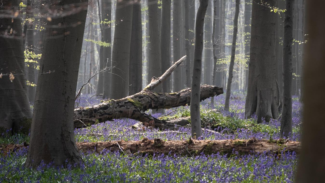 Hallerbos herbergt 275 verschillende diersoorten